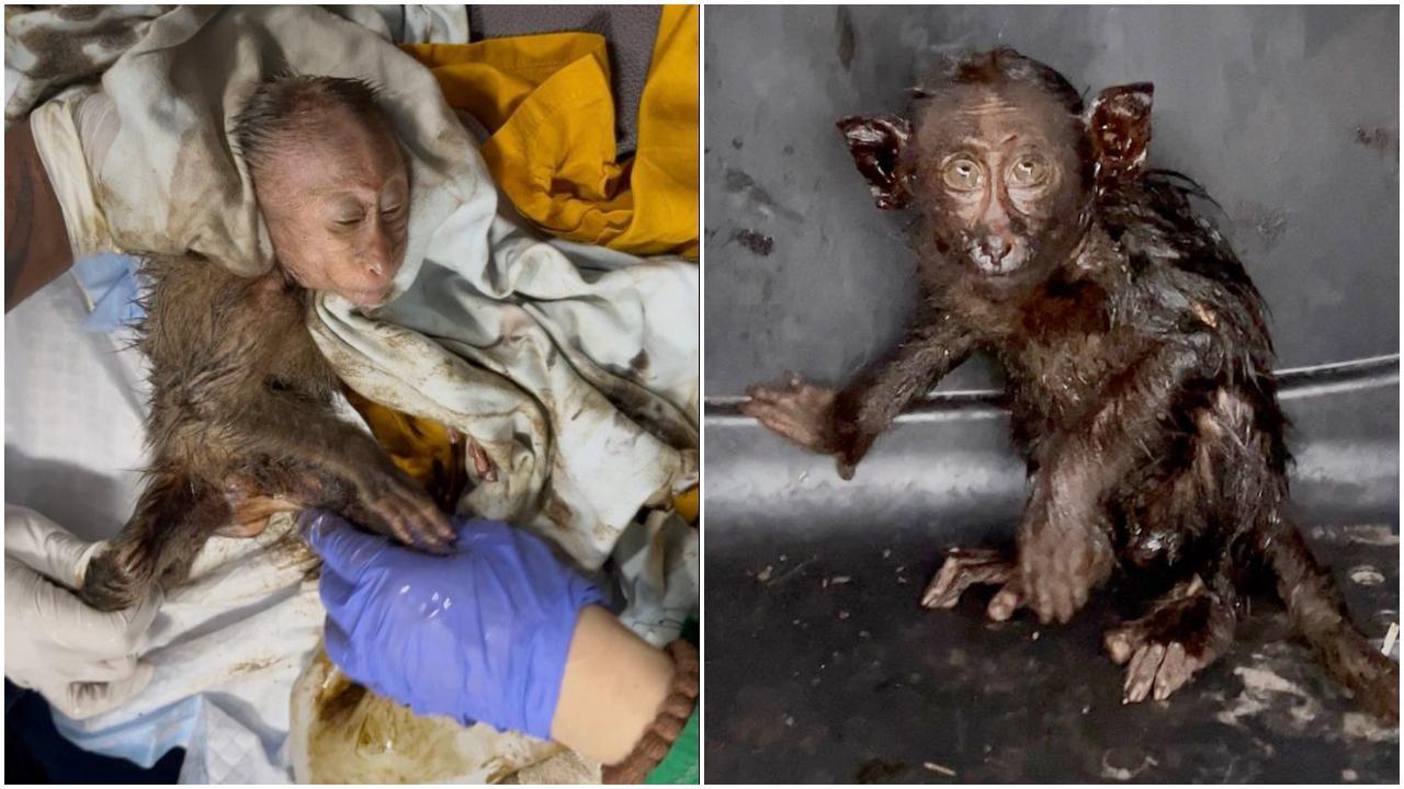 ISARRP इंडिया और वन विभाग की तत्परता से बची नन्हे बोनट मकाक की जान