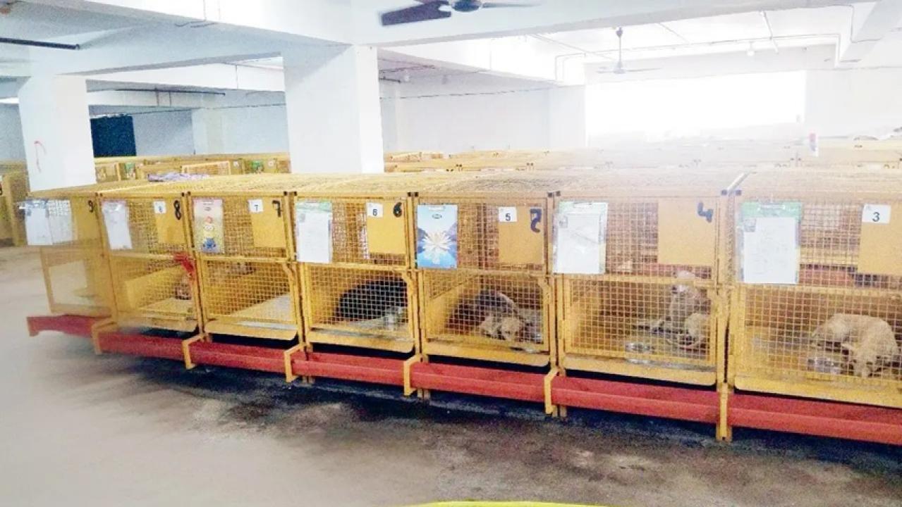 जेनिस स्मिथ एनिमल वेलफेयर ट्रस्ट केंद्र में कुत्ते केनेल