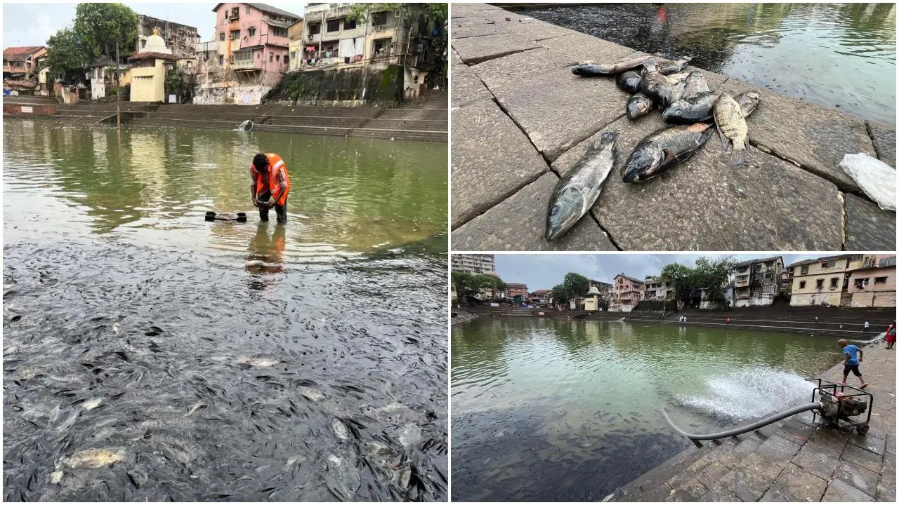 मामला तब सामने आया जब मंगलवार को तालाब में तैरती मृत मछलियों की तस्वीरें वायरल हुईं. (PICS/ASHISH RAJE)