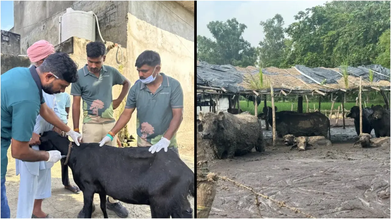 लगभग 5,000 मवेशियों के लिए 3,000 साइलेज बंडल वितरित किए गए हैं. आधुनिक उपकरणों और वर्षों के अनुभव के साथ, वंतारा की 50 से अधिक विशेषज्ञों की टीम बचाए गए पशुओं के उपचार में सहायता कर रही है, जबकि स्थानीय प्रशासन के सहयोग से किसी भी संभावित प्रकोप को रोकने के लिए मृत पशुओं का वैज्ञानिक तरीके से अंतिम संस्कार किया जा रहा है.