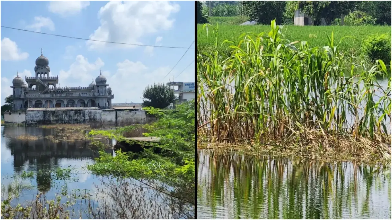 इसके अलावा, पशुधन सहायता भी है. पशु चिकित्सा सर्वेक्षण के अनुसार, बाढ़ ने पशुधन के लिए खतरा पैदा कर दिया है, इसलिए उनकी तत्काल देखभाल को प्राथमिकता दी जा रही है. रिलायंस फाउंडेशन और वंतारा, पशुपालन विभाग के सहयोग से, पशुधन परिसर स्थापित कर रहे हैं जहाँ दवाइयाँ, टीके और देखभाल प्रदान की जाएगी.